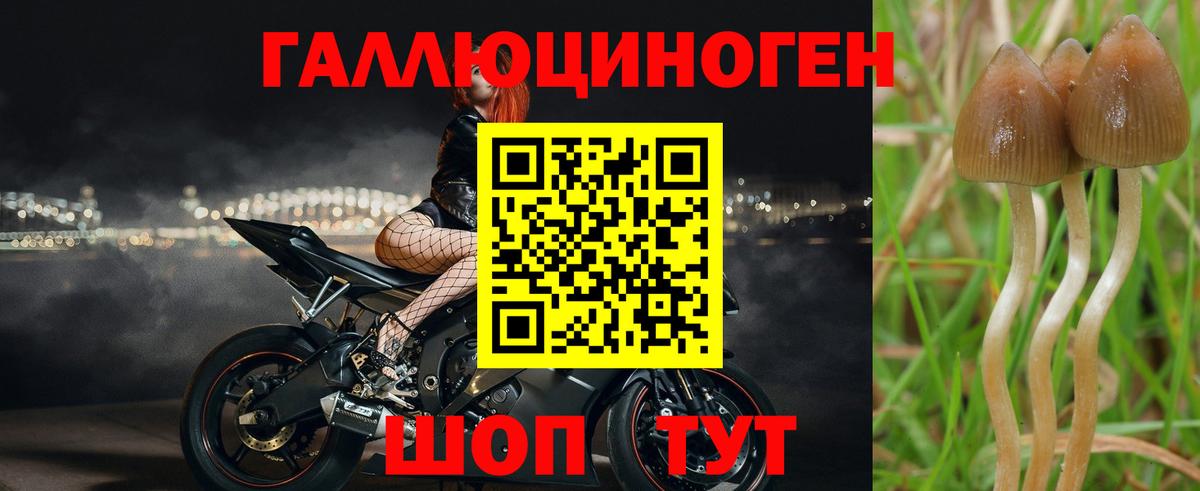 Галлюциногенные грибы прущие грибы  Вход с VPN  Мариинск  Псилоцибиновые грибы Psilocybe 